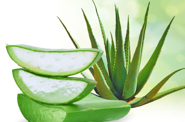 Gros plan sur les feuilles d’aloe vera coupées et leur gel translucide